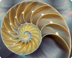 fibonacci roulette